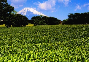 お茶畑と富士山