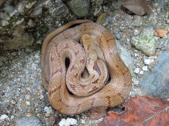 シマヘビの幼蛇 メリケンカルカヤを食べるエンマコオロギ フィールド日記 不二聖心女子学院 中学校 高等学校