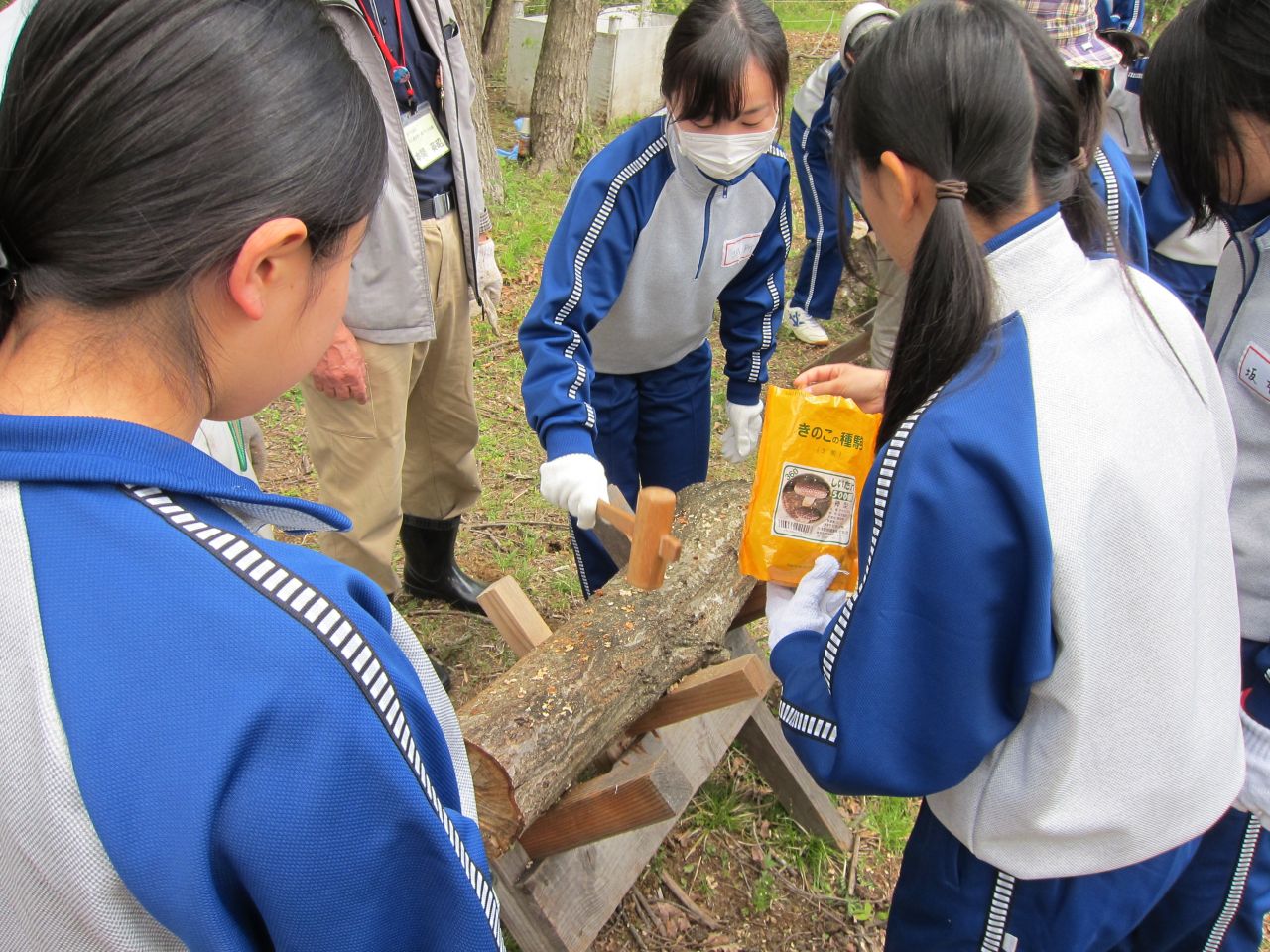 高1総合学習しいたけの植菌