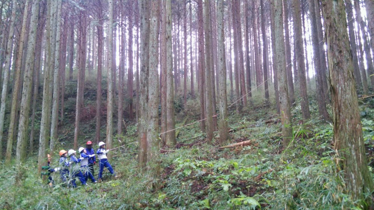 高１　間伐②　ロープで木を引っ張っている