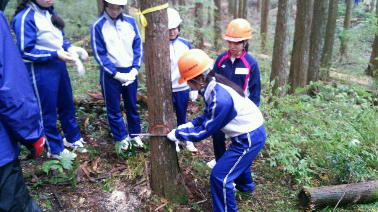 高１　間伐①　手のこぎりで受け口を切っている